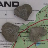 Gotl&auml;ndska brakiopoder